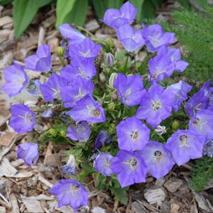 campanula pristar