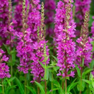 kattehale lythrum