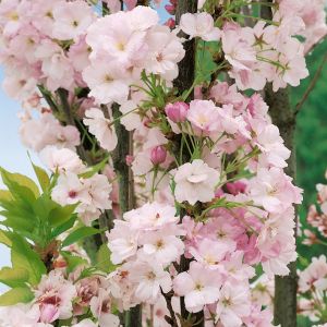 prunus serrulata amanogawa
