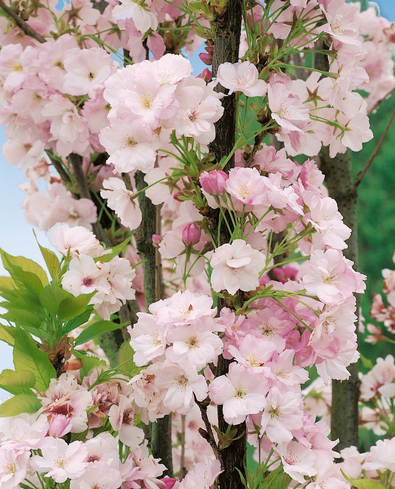 prunus serrulata amanogawa