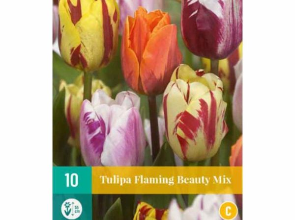 tulipan løk 2