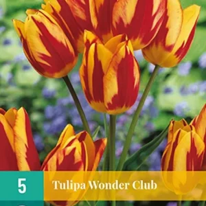 tulipan løk wonder club