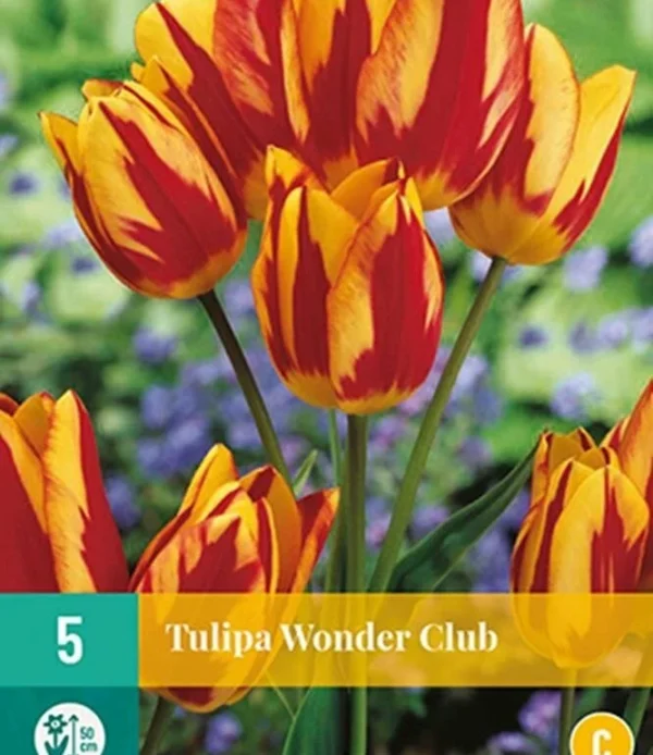 tulipan løk wonder club